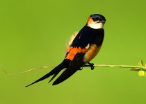 14-Day Birdwatching Tour in Tanzania with Peter Wairasho