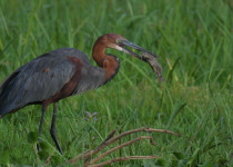 14-Day Birdwatching Tour in Tanzania with Peter Wairasho