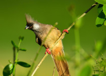 Karura Forest Nature Walk, Cycling & Birding Experience with Peter Wairasho