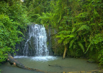 Karura Forest Nature Walk, Cycling & Birding Experience with Peter Wairasho