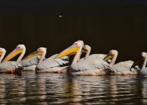 Nairobi National Park Day Birding with Peter Wairasho