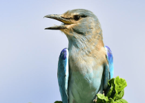 Ngong Road Forest Day Birding with Peter Wairasho