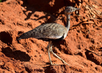 19-Day Birdwatching Safari In Kenya with Peter Wairasho
