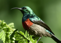 16-Day Ultimate Birding Tour in Kenya with Peter Wairasho