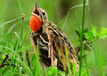 12-Day Birding Tour in Rwanda with Peter Wairasho