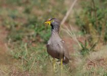 12-Day Birding Tour in Rwanda with Peter Wairasho