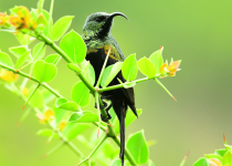 9-Day Bird Photography Tour with Peter Wairasho