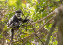 3-Day Birding Tour in Rwanda with Peter Wairasho