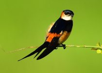 8-Day Birdwatching Tour in Tanzania with Peter Wairasho