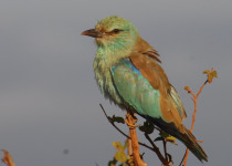 6-Day Birding Trip in Kenya with Peter Wairasho