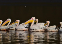 6-Day Birding Trip in Kenya with Peter Wairasho