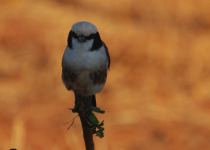 10-Day Birdwatching Tour in Tanzania with Peter Wairasho