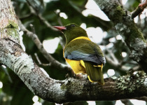8-Day Birds And Beasts Tour in Rwanda with Peter Wairasho