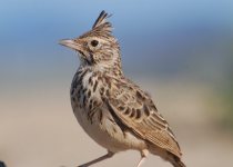 3-Day Birding Tour in Uganda with Peter Wairasho