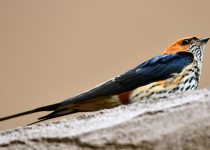 3-Day Birding Tour in Uganda with Peter Wairasho