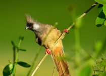3-Day Birding Tour in Uganda with Peter Wairasho