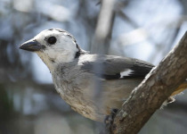 Endemic Birds of Northern Peru - 4 Days with Machu Picchu Cusco Birding