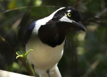 Endemic Birds of Northern Peru - 4 Days with Machu Picchu Cusco Birding