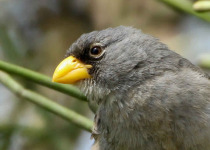 Endemic Birds of Northern Peru - 4 Days with Machu Picchu Cusco Birding