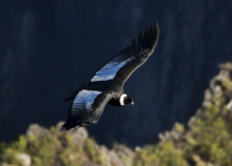Condors of Cusco - Full Day with Machu Picchu Cusco Birding