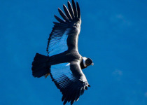 Condors of Cusco - Full Day with Machu Picchu Cusco Birding