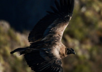 Condors of Cusco - Full Day with Machu Picchu Cusco Birding