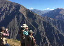 Condors of Cusco - Full Day with Machu Picchu Cusco Birding
