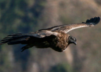 Condors of Cusco - Full Day with Machu Picchu Cusco Birding