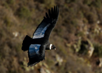 Condors and Andean Birds - Extended Full Day with Machu Picchu Cusco Birding