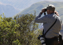 Condors and Andean Birds - Extended Full Day with Machu Picchu Cusco Birding