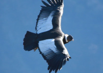 Condors and Andean Birds - Extended Full Day with Machu Picchu Cusco Birding