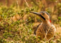 Abra Malaga Birdwatching - Full Day with Machu Picchu Cusco Birding