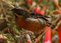 Abra Malaga Birdwatching - Full Day with Machu Picchu Cusco Birding