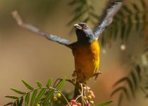 Abra Malaga Birdwatching - Full Day with Machu Picchu Cusco Birding