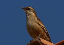 Abra Malaga Birdwatching - Full Day with Machu Picchu Cusco Birding
