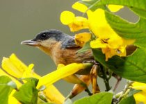 Abra Malaga Birdwatching - Full Day with Machu Picchu Cusco Birding