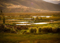 Huacarpay Wetlands Birdwatching - Half Day with Machu Picchu Cusco Birding