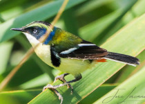 Huacarpay Wetlands Birdwatching - Half Day with Machu Picchu Cusco Birding