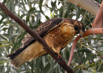 Huacarpay Wetlands Birdwatching - Half Day with Machu Picchu Cusco Birding