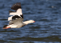 Cusco Hummingbird Photography and Birdwatching - 7 Days with Machu Picchu Cusco Birding