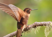 Cusco Hummingbird Photography and Birdwatching - 7 Days with Machu Picchu Cusco Birding