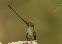 Hummingbirds of Cusco at Ensifera Camp - Half Day with Machu Picchu Cusco Birding