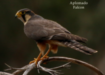 Manu Road Birding Tour - 3 Days with Machu Picchu Cusco Birding