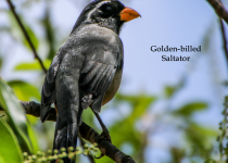 Manu Road Birding Tour - 3 Days with Machu Picchu Cusco Birding