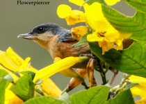 Manu Road Birding Tour - 3 Days with Machu Picchu Cusco Birding