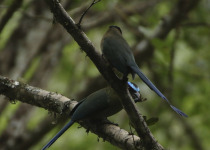 Manu Road Classic - 4 Days with Machu Picchu Cusco Birding