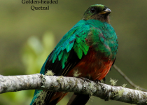 Manu Road Classic - 4 Days with Machu Picchu Cusco Birding