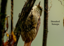 Manu Road Classic - 4 Days with Machu Picchu Cusco Birding
