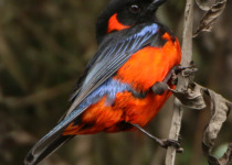 Manu Road and Cusco Birding - 7 Days with Machu Picchu Cusco Birding