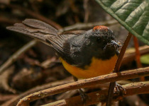 Manu Road and Cusco Birding - 7 Days with Machu Picchu Cusco Birding